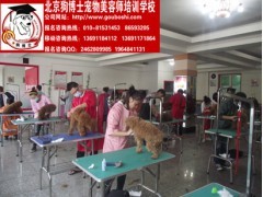 寵物美容培訓(xùn)與電子商務(wù)技術(shù)服務(wù) 現(xiàn)代寵物行業(yè)的雙輪驅(qū)動